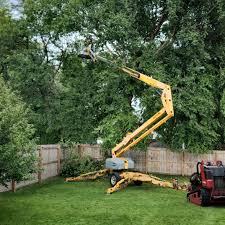 Trusted Thorsby, AL Tree Services Experts