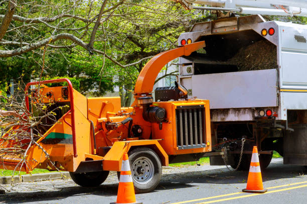 Seasonal Cleanup (Spring/Fall) in Thorsby, AL
