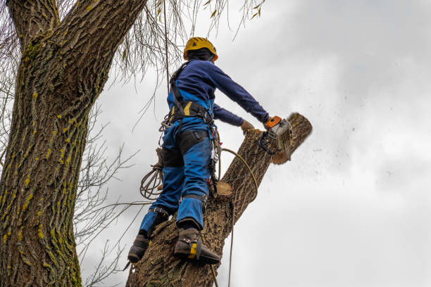 How Our Tree Care Process Works  in  Thorsby, AL